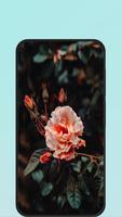 rose wallpapers screenshot 3