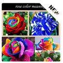 rose color meanings APK