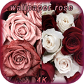 Rose HD and 4K Wallpapers