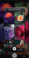 Rose Wallpapers: Red, Pink, Orange Rose Wallpapers capture d'écran 2