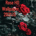 Rose HD Wallpaper 2021-JS