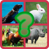 Name this animal আইকন