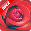 Rose Wallpaper