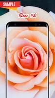 Rose Wallpaper screenshot 1