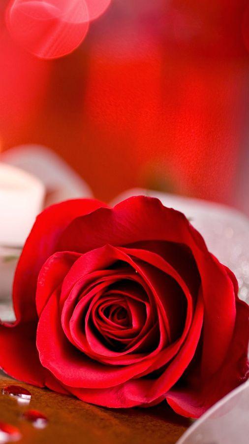 I love flowers Live Wallpapers, Roses Animated GIF APK pour Android  Télécharger