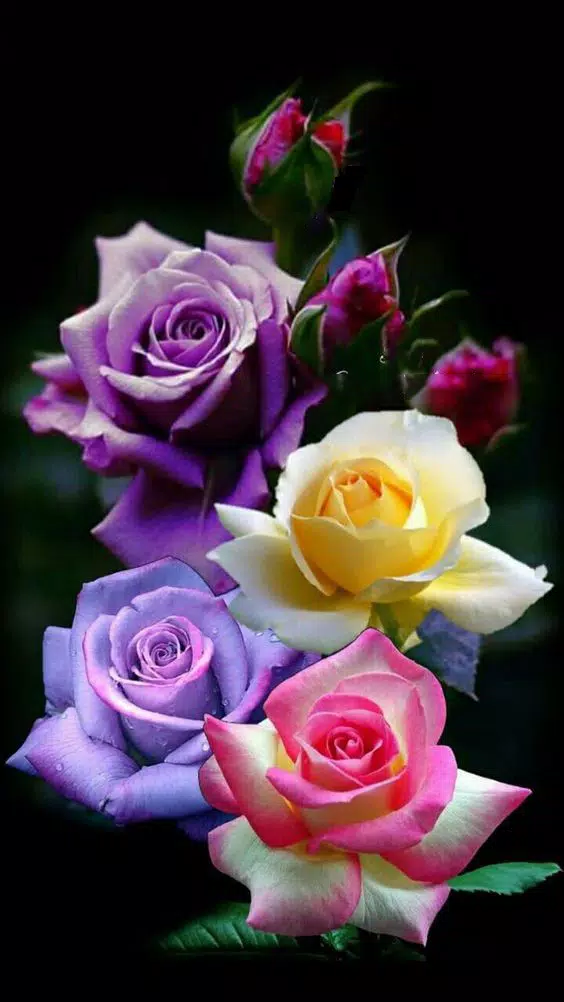 I love flowers Live Wallpapers, Roses Animated GIF for Android - APK  Download