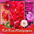 Red rose wallpapers HD | offline