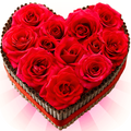 New WAStickerApps Roses 🌹 Flowers Stickers 💐🌷🌺