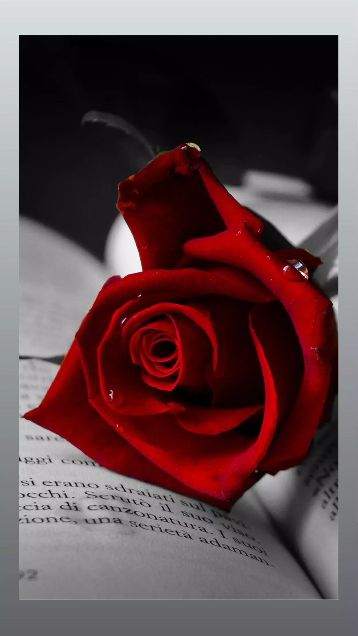 Roses Wallpapers – HD Backgrounds APK for Android Download