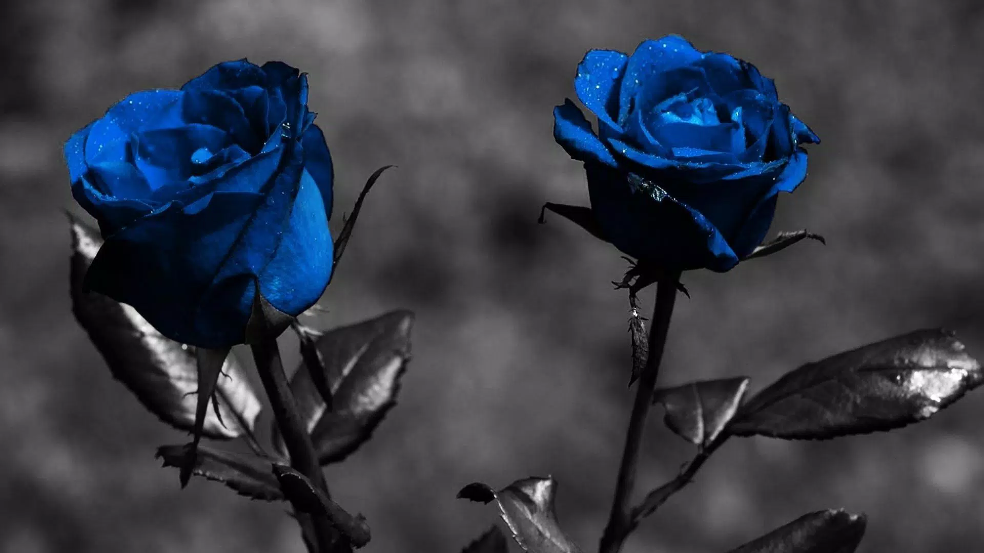 Flower Rose Live Wallpaper Gif APK for Android Download Flower Rose Live Wallpaper Gif APK for Android Download
