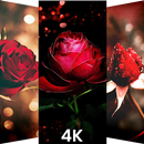 🌹 Rose Wallpaper 2021 4K HD - Rose Backgrounds 🌹 APK
