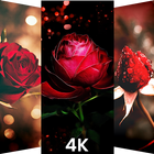 🌹 Rose Wallpaper 2021 4K HD - Rose Backgrounds 🌹 icône