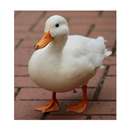 Duck Sound | Duck Quack Sound | Duck Call Sounds APK