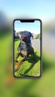 Rottweiler Wallpaper 海報