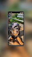 Rottweiler Wallpaper 截圖 1
