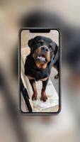 Rottweiler Wallpaper 截圖 2