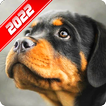 Fond d'écran Rottweiler