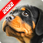 Fond d'écran Rottweiler icône