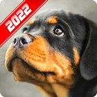 Papel de Parede Rottweiler ícone