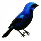 Crystal Bird icône
