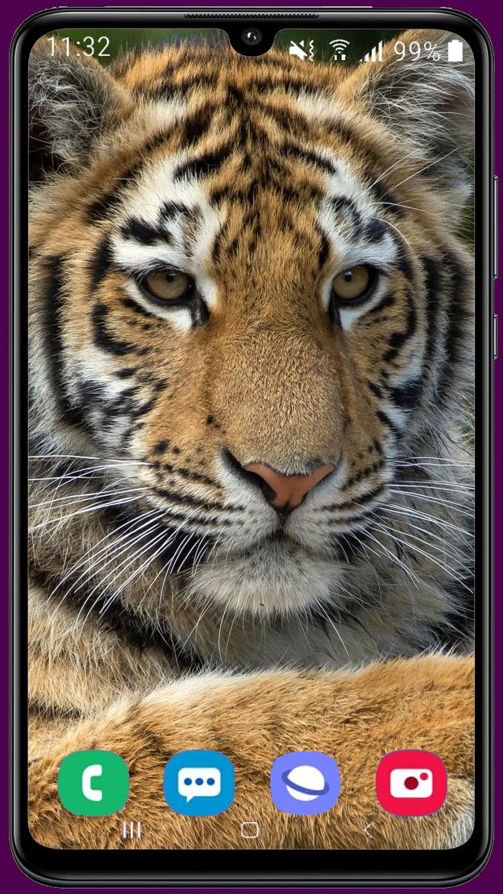 Royal Tiger Wallpaper APK voor Android Download Royal Tiger Wallpaper APK voor Android Download