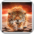 Cheetah wallpapers HD + 4K