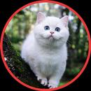 Cute Cat Wallpapers HD APK