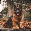 German Shepherd Dog Wallpapers иконка