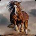 ”Horse Wallpaper 4K