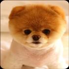 Cute Puppy Wallpaper আইকন