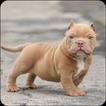 Pitbull Dog Wallpaper biểu tượng