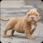 Pitbull Dog Wallpaper आइकन