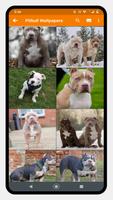 Pitbull Dog Wallpaper poster