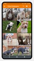 Pitbull Dog Wallpaper Affiche