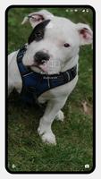 Pitbull Dog Wallpaper screenshot 3