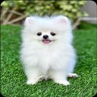 Pomeranian Dog Wallpapers icon