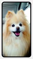 Pomeranian Dog Wallpapers poster