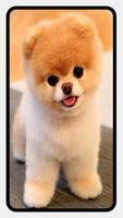 Pomeranian Dog Wallpapers screenshot 1