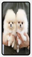Pomeranian Dog Wallpapers screenshot 2