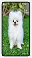 Pomeranian Dog Wallpapers screenshot 3