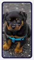 Rottweiler Dog Wallpapers poster