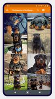 Rottweiler Dog Wallpapers screenshot 1