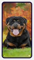 Rottweiler Dog Wallpapers screenshot 3