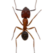 Hormigas en la Pantalla (Broma