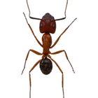 Ants иконка