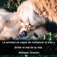 Imagenes con frases Affiche