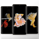 Betta Fish HD Wallpaper APK