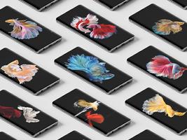 Betta Fish HD Wallpaper Plakat