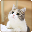 Cute Cat HD Wallpapers