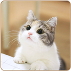 Cute Cat HD Wallpapers आइकन